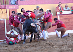 Beja    - 01-15-2017    